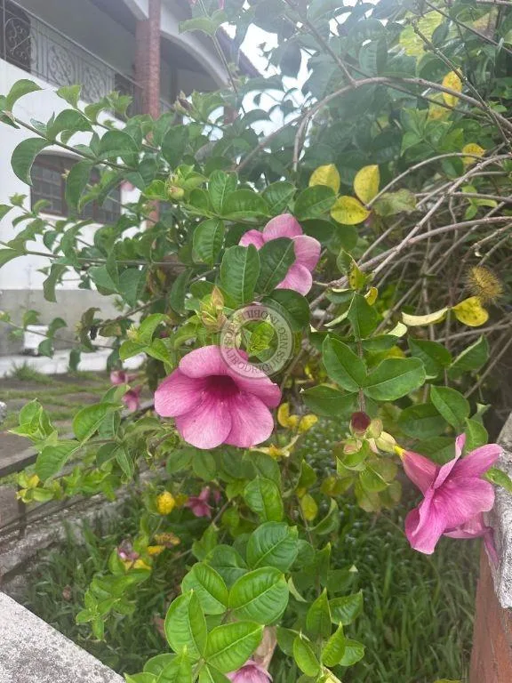 Casa para Venda em São Roque, Pavão (Canguera), 5 dormitórios, 2 suítes, 4 banheiros, 10 vagas