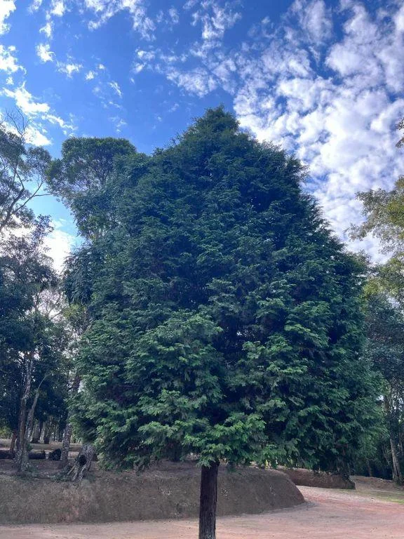 Chácara para Venda em São Roque, Vila Darcy Penteado (Mailasqui), 2 dormitórios, 1 banheiro, 10 vagas